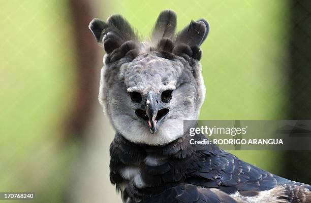 Harpy Eagle 'Panama', is seen at the Zoo Summit outside Panama City on June 17, 2013. The three-year old eagle --the first to be born in captivity at...