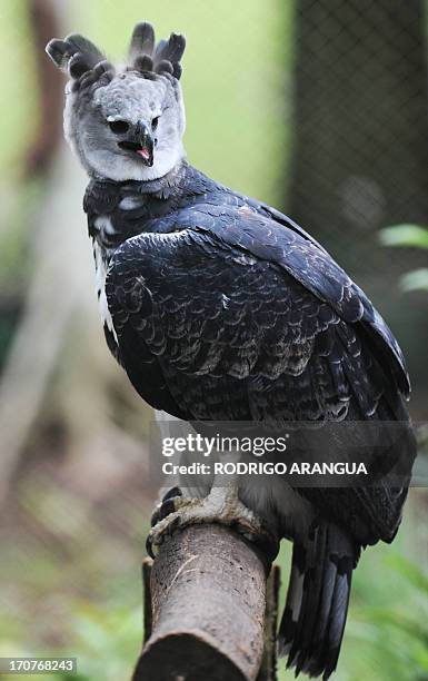 Harpy Eagle 'Panama', is seen at the Zoo Summit outside Panama City on June 17, 2013. The three-year old eagle --the first to be born in captivity at...