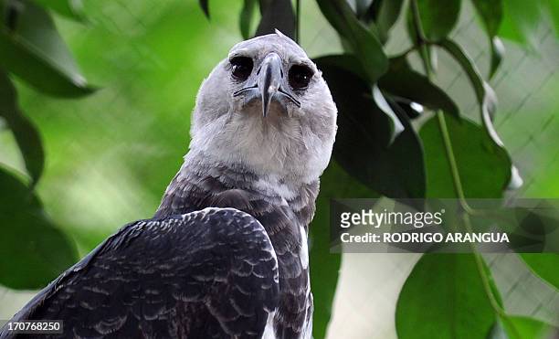 Harpy Eagle 'Panama', perches on a branch at the Zoo Summit outside Panama City on June 17, 2013. The three-year old eagle --the first to be born in...