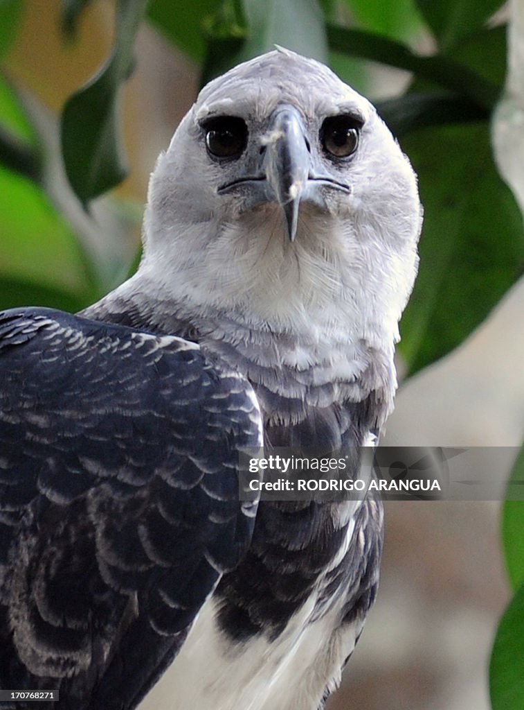 PANAMA-HARPY-EAGLE