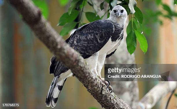 Harpy Eagle 'Panama', is seen at the Zoo Summit outside Panama City on June 17, 2013. The three-year old eagle --the first to be born in captivity at...