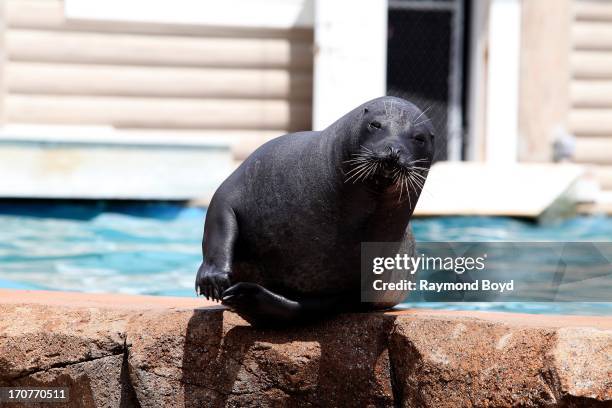 Animal Clapping Animal Clapping Photos and Premium High Res Pictures - Getty Images