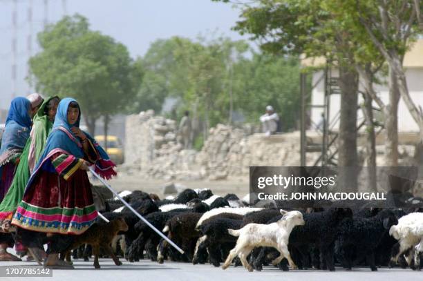 Kuchi women herd young sheep on the outskirts of Kabul, 23 April 2002. The Kuchi, Afghan nomads who used to travel as far as Delhi and Calcutta as...