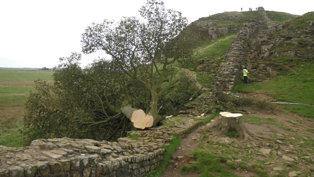 GBR: A 16 year old boy has been arrested after one of the UK's most iconic trees was cut down in Northumberland.28th of September at the Sycamore Gap, Hexham, England.