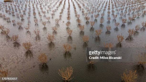 Destroyed olive trees are surrounded by floodwater following Storm Daniel, on September 25, 2023 near to Larissa, Trikala region, Greece. Storm...