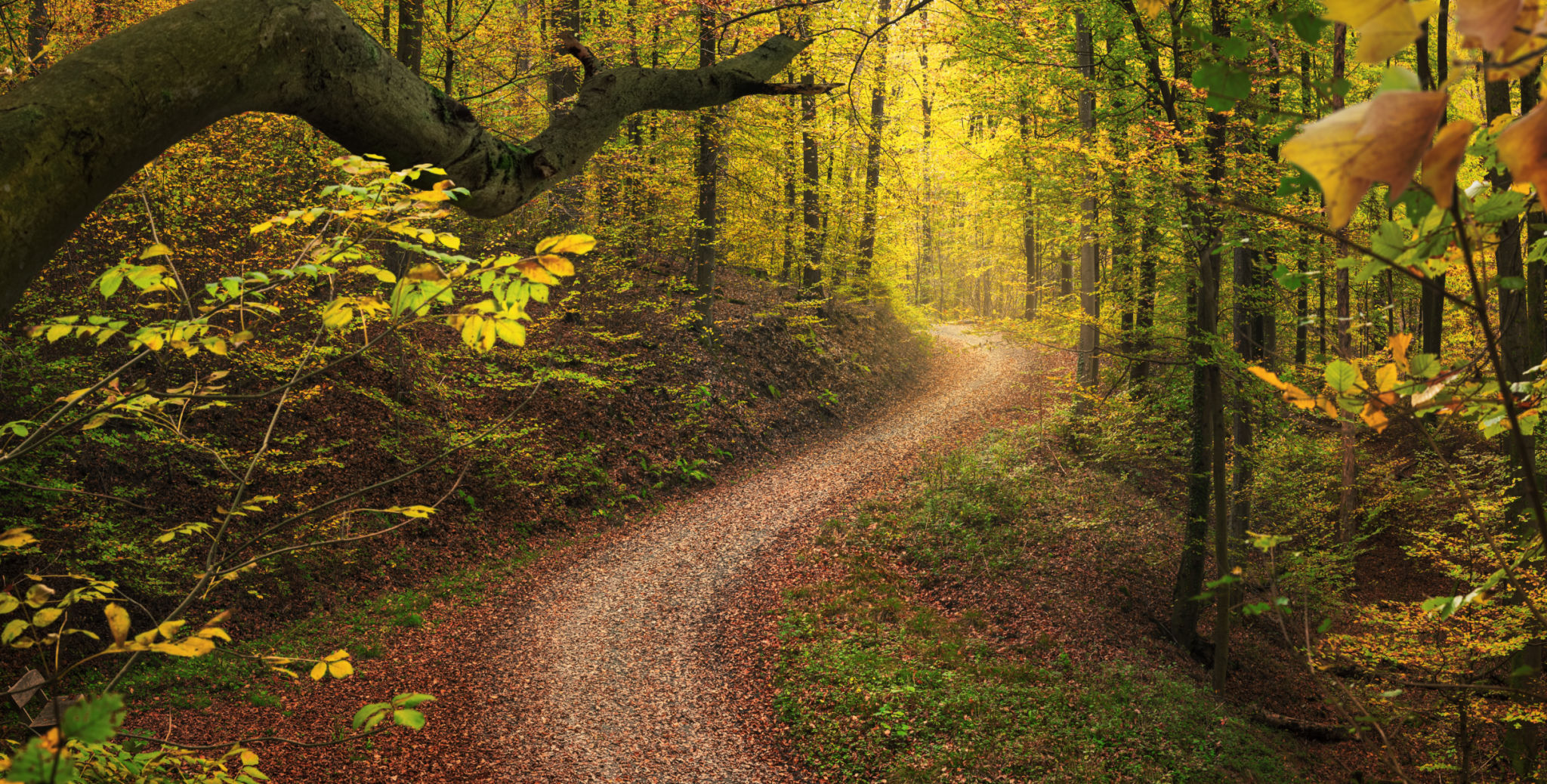 Bendy trail in tranquil autumn woodland Bendy trail in tranquil autumn woodland