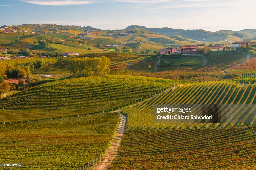 Langhe View near Barolo