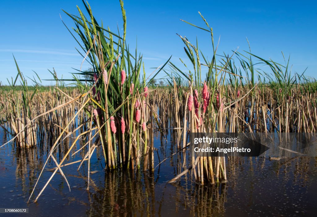Dragonfly eggs clustered on marsh plants.