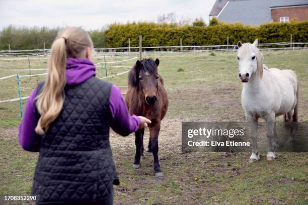 teenage girl offering treats from her hand to two ponies in a paddock, to encourage them to come closer to her. - grautier pferdeartige stock-fotos und bilder