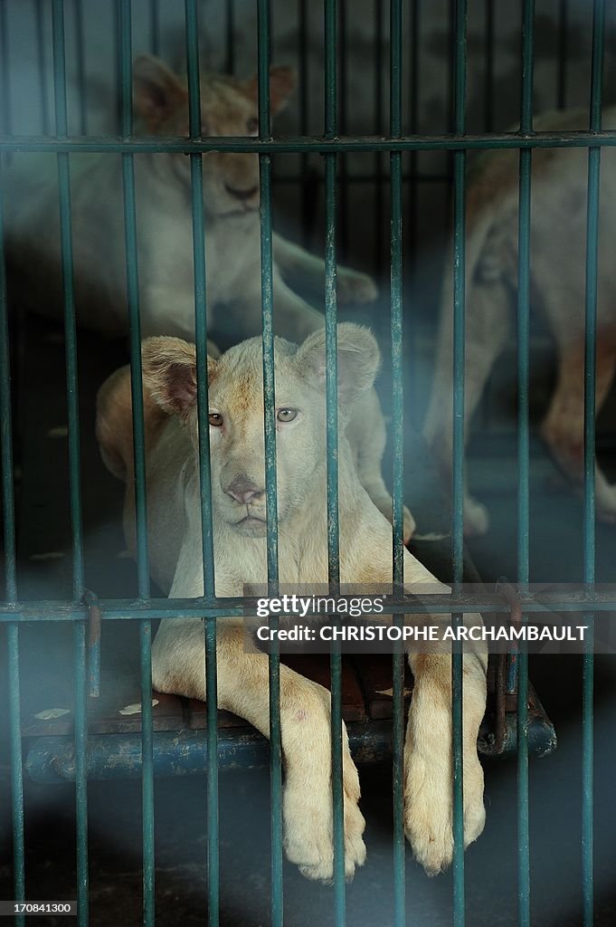 THAILAND-WILDLIFE-CRIME