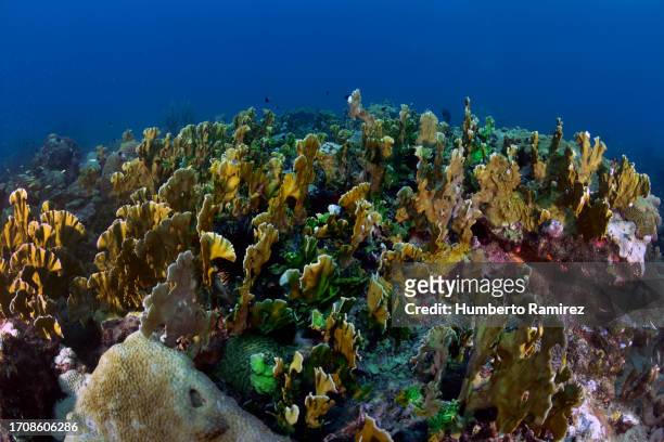 blade fire coral. - caribbean sea stock pictures, royalty-free photos & images