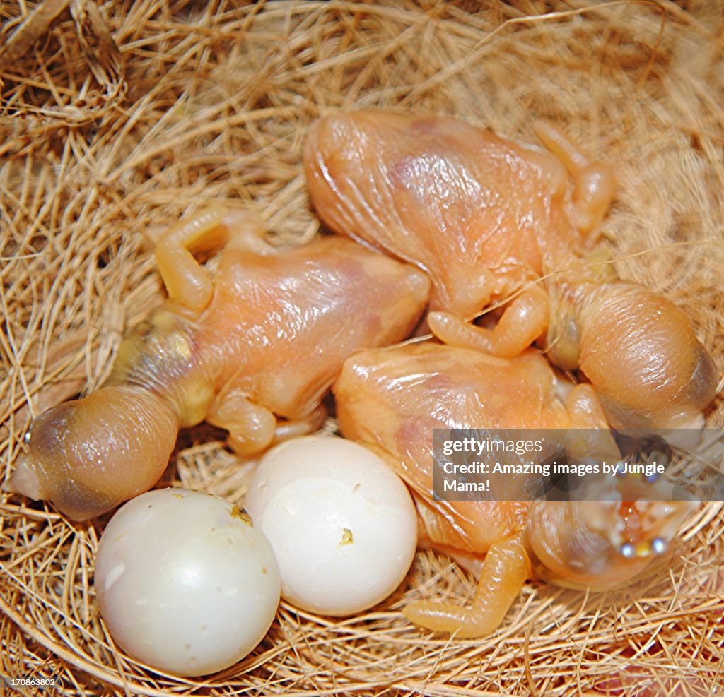 Gouldian finch hatchlings