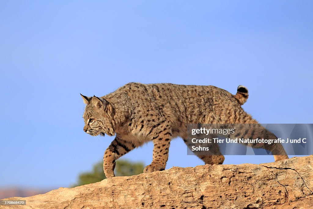 Bobcat