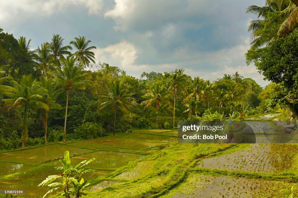 Rice field, Bali, Indonesia