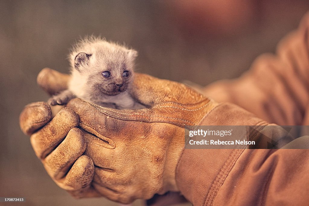 Gloved hands holding a cute kitten