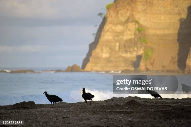 Vultures feed on turtle eggs at La Flor Wildlife Refugee during nesting season in San Juan del Sur, Nicaragua on October 5, 2023. More than a...