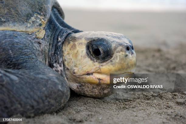 An olive ridley sea turtle arrives to La Flor Wildlife Refuge during nesting season in San Juan del Sur, Nicaragua on October 5, 2023. More than a...