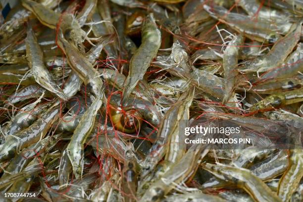 View of shrimps caught at a production pond in a shrimp farm, in Taura, Ecuador, on July 31, 2023. Ecuador, the world's leading shrimp exporter and...