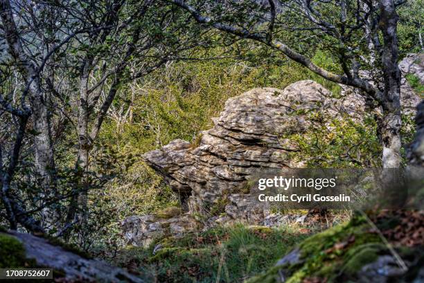 granite rock in forest in the albères mountain range - felsen stock pictures, royalty-free photos & images