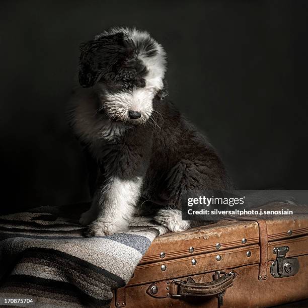 bady - bobtail dog stock pictures, royalty-free photos & images