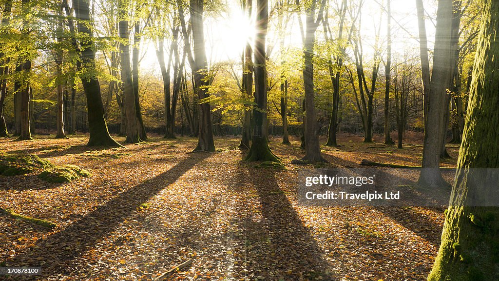 Forest interior, New Forest, Hampshire, UK