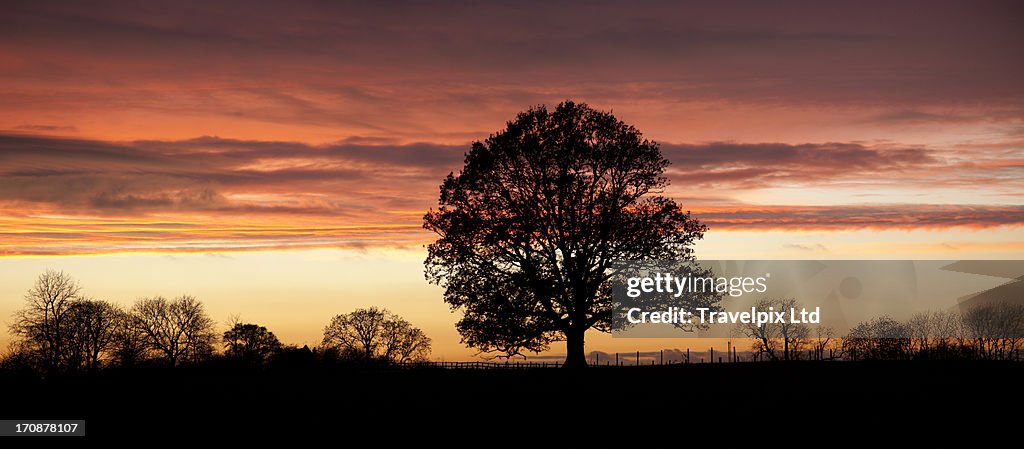 Oak tree viewed against sunset