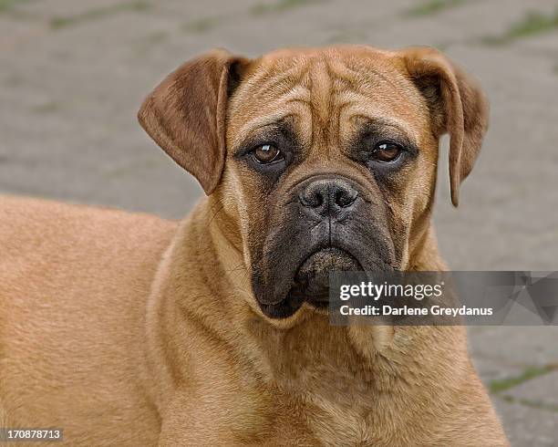 a bull mastiff dog - bull mastiff stock-fotos und bilder