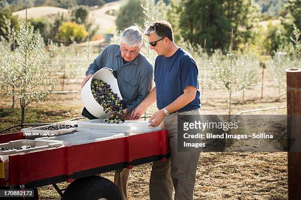 Men working in olive grove