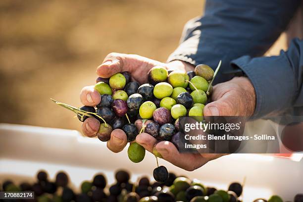 caucasian man with handful of olives - olive fruit 個照片及圖片檔
