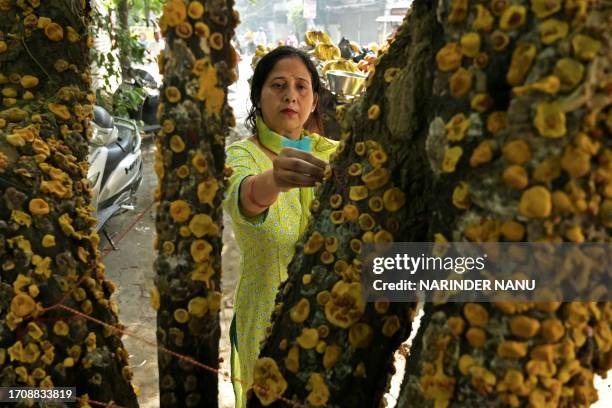 Jobu Ritual 286 Jujube Tree Stock Photos, High-Res Pictures, and Images - Getty Images