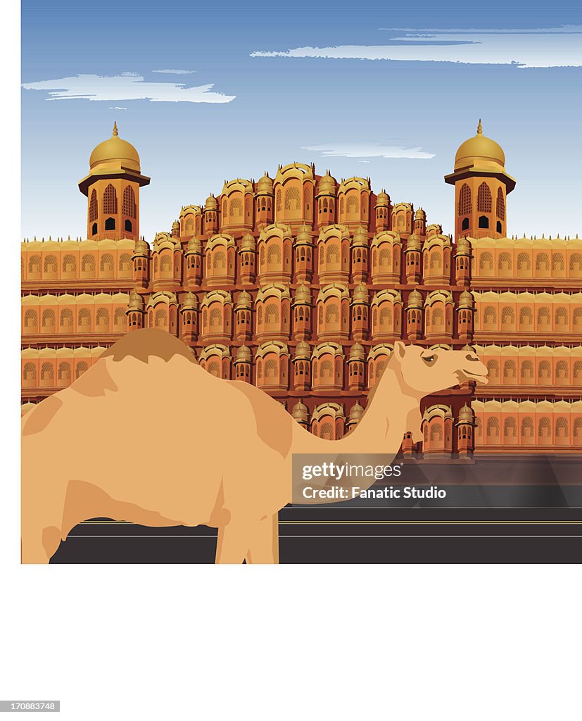 Camel Standing In Front Of Palace Hawa Mahal Jaipur Rajasthan India  High-Res Vector Graphic - Getty Images