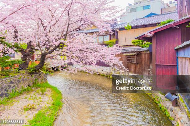 pink sakura trees fully blooming in springtime along canal at gion shirakawa, kyoto - hanami stock-fotos und bilder