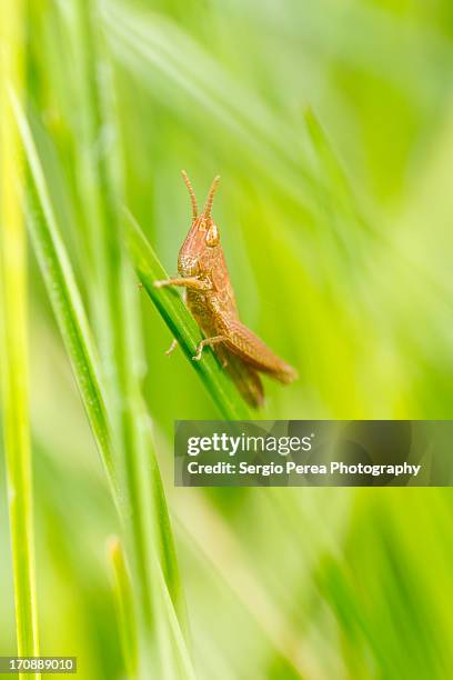 saltamontes - saltamontes stock pictures, royalty-free photos & images