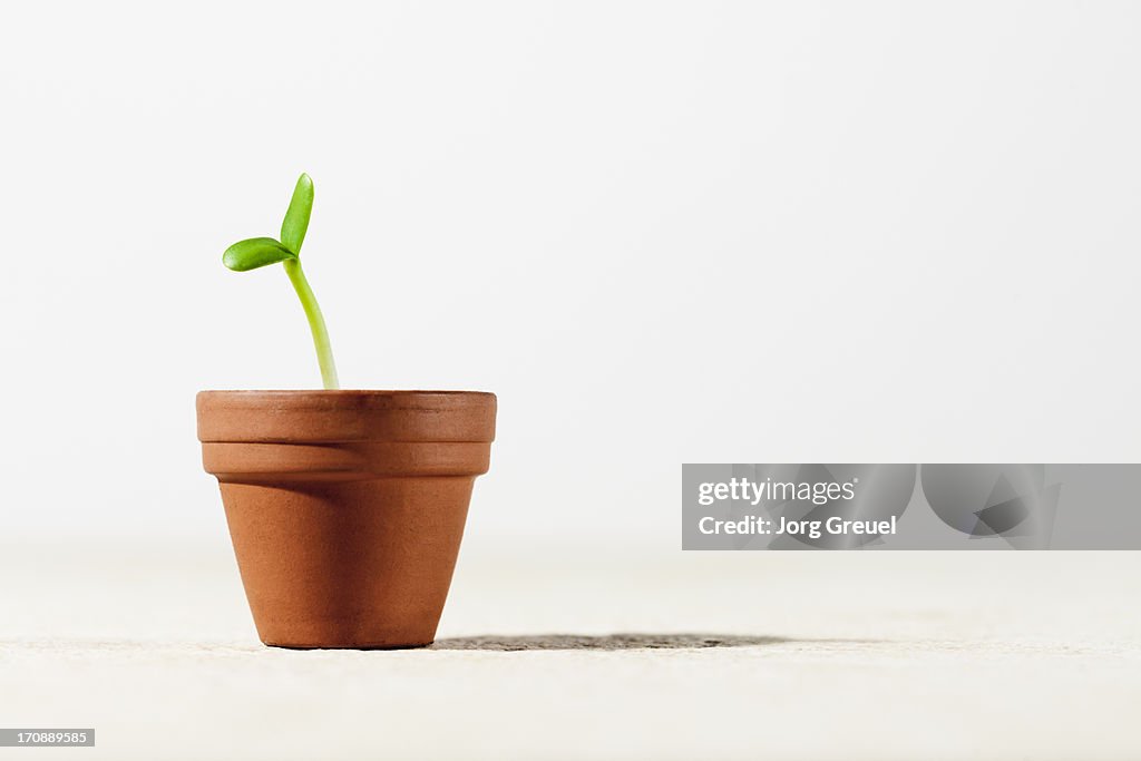 Sunflower seedling in a pot