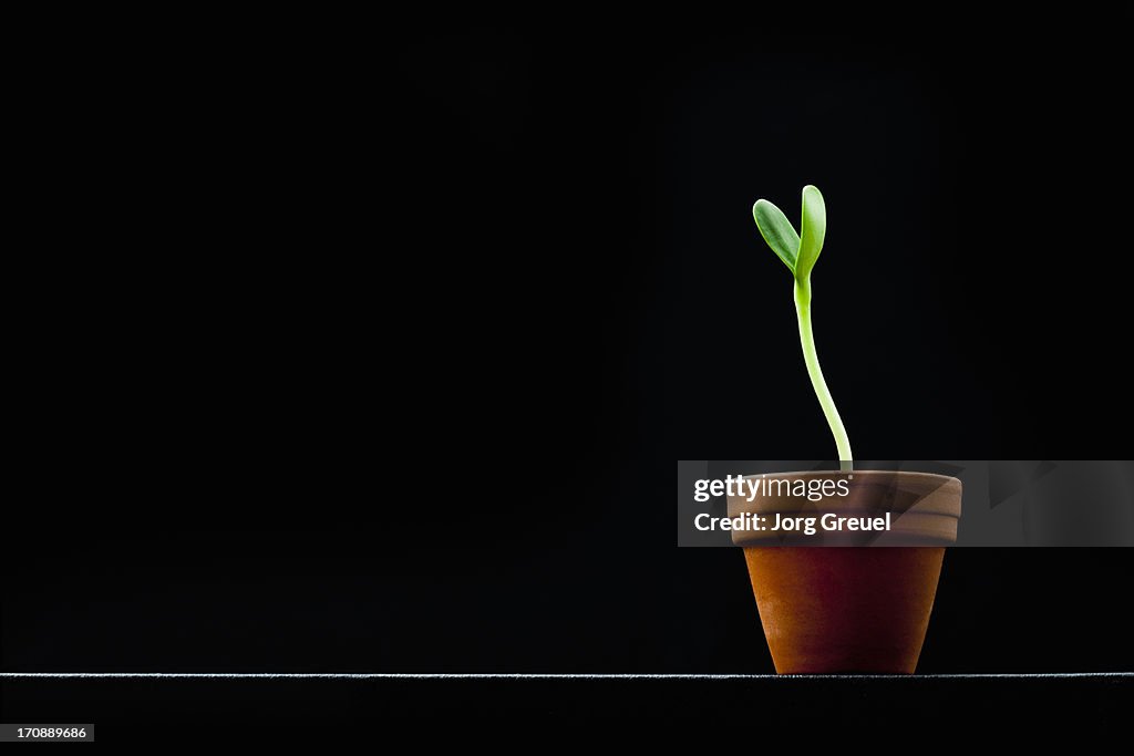 Sunflower seedling in a pot