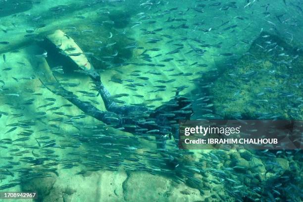 Fish schools swim as an apneist dives in the Mediterranean sea off the coast of Batroun city on October 6, 2023.