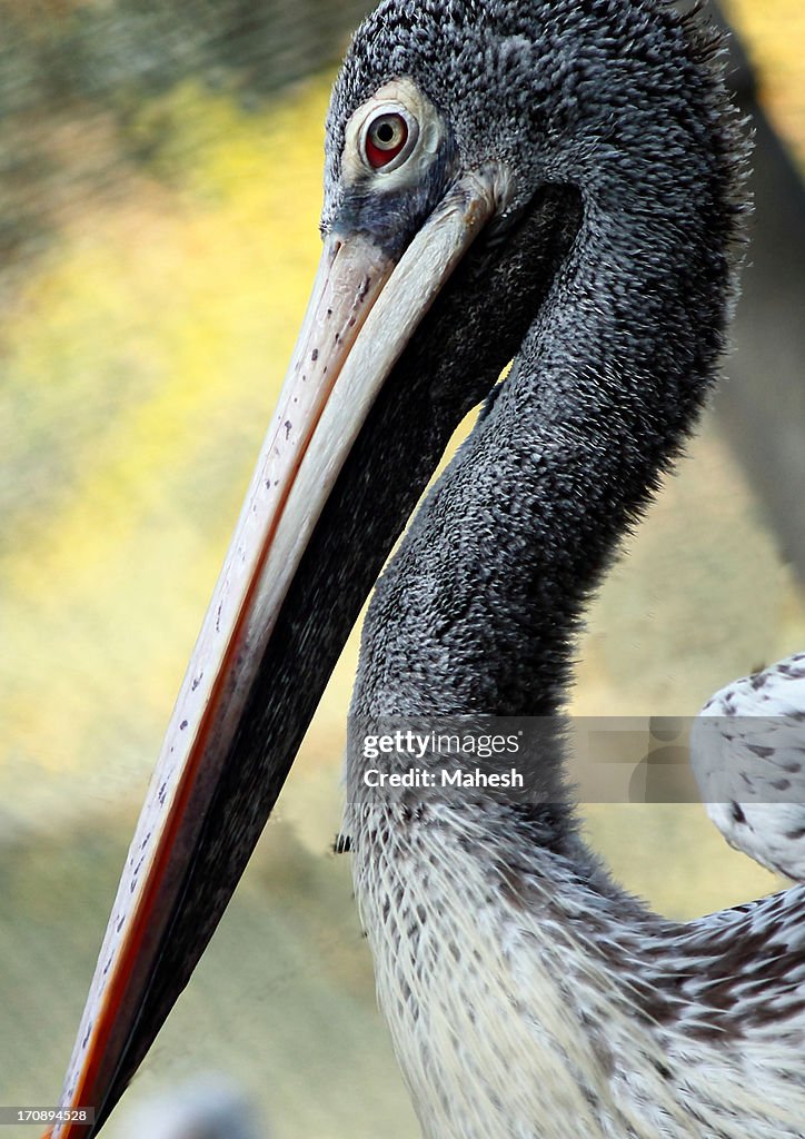 Portrait of Pelican