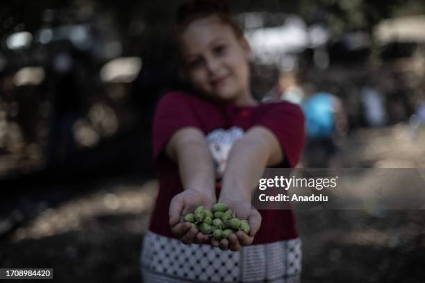 Palestinians and a group of Israeli and foreign volunteers supporting Palestinians gather in the town of Silwan to harvest olive crops in Jerusalem...