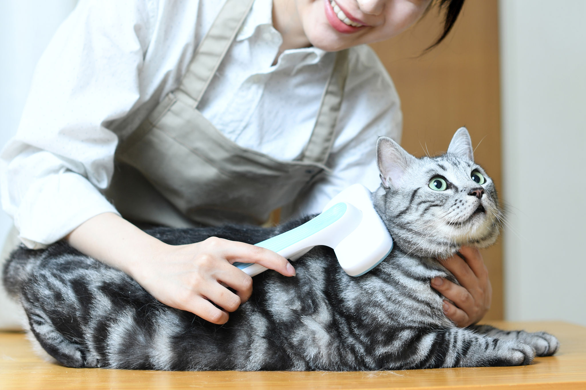 cat grooming
