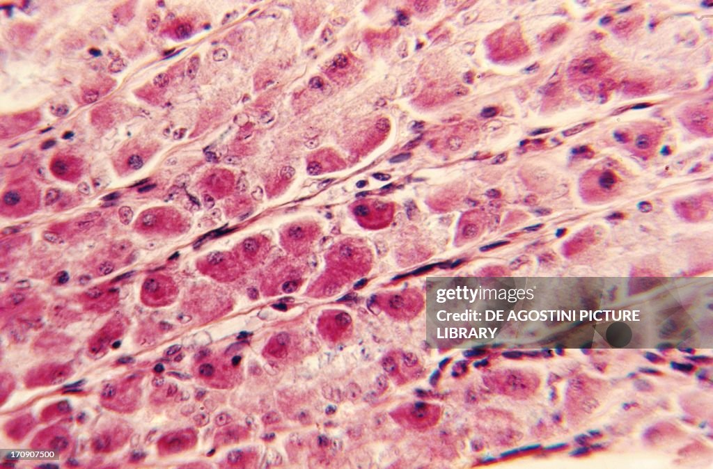 Structure of human gastric glands...