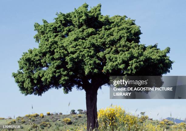 Phoenician juniper , Pollino National Park, Calabria, Italy.