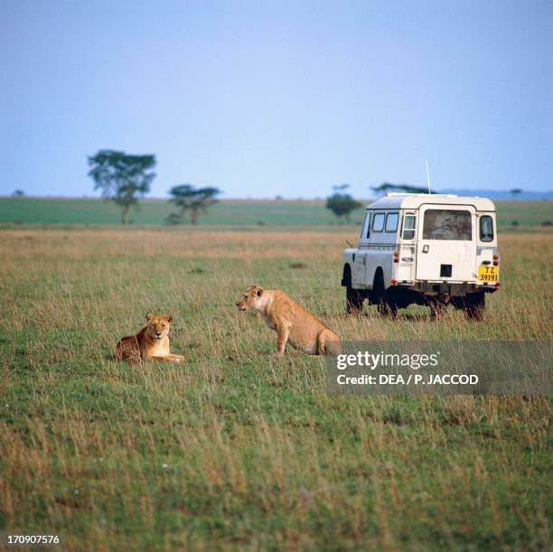 Lions , Serengeti National Park , Tanzania.