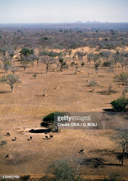 Blue Wildebeest in the savanna, Londolozi Private Game Reserve, Transvaal, South Africa. Aerial view.
