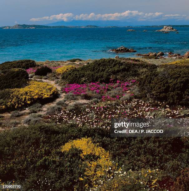 Montpelier cistus rockrose , La Maddalena Island, Maddalena Archipelago National Park, Sardinia, Italy.