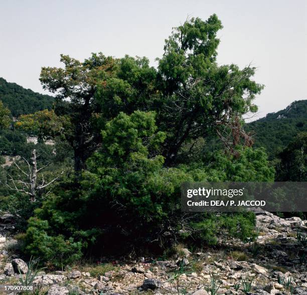 Prickly Juniper , Supramonte of Orgosolo, National Park of the Bay of Orosei and Gennargentu, Sardinia, Italy.
