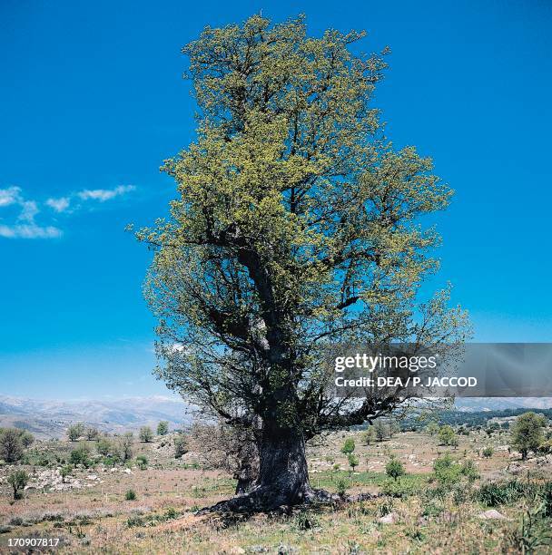 Downy Oak , near Fonni National Park of the Bay of Orosei and Gennargentu, Sardinia, Italy.