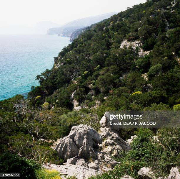 Vegetation and Phoenician juniper along the coast of the Gulf of Orosei, National Park of the Bay of Orosei and Gennargentu, Sardinia, Italy.