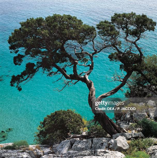 Phoenician juniper along the coast of the Gulf of Orosei, National Park of the Bay of Orosei and Gennargentu, Sardinia, Italy.
