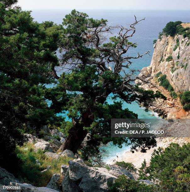 Prickly Juniper , Cala Fuili, National Park of the Bay of Orosei and Gennargentu, Sardinia, Italy.