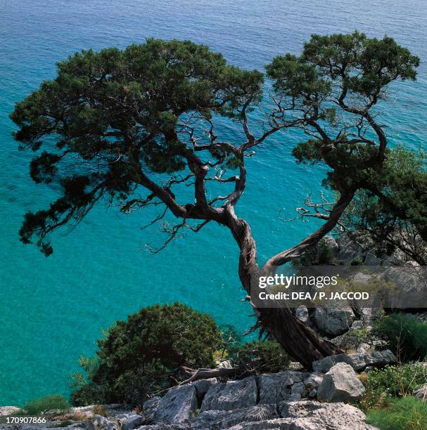 Phoenician juniper , near Cala Fuili, National Park of the Bay of Orosei and Gennargentu, Sardinia, Italy.